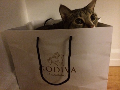 Luna hiding in Godiva bag