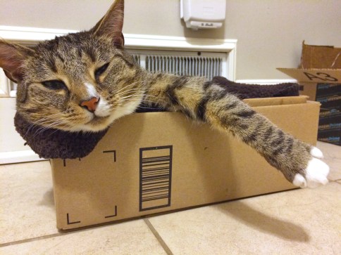 Luna in box with paw hanging out looking sleepy