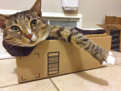 Luna in box with paw hanging out looking to right