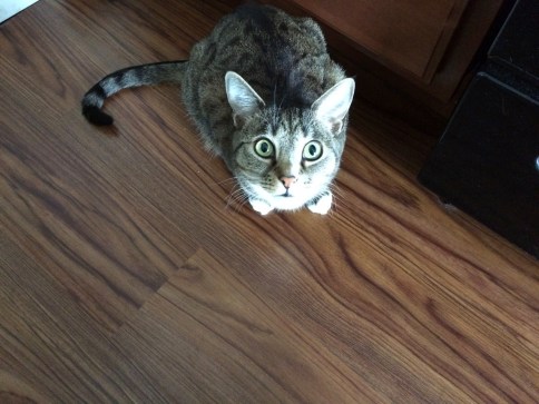 Luna in corner looking upward with head raised a bit