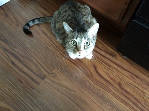 Luna in corner looking upward