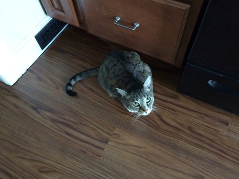 Luna in corner with eyes looking upward