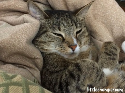 Luna is laying on her back on a cushion eyes squinted and front paws drawn up