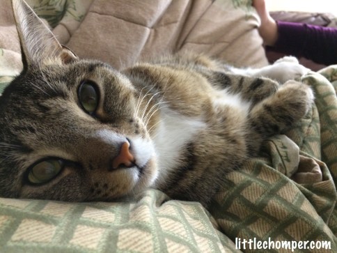 Luna laying down on a cushion wide awake with eyes open