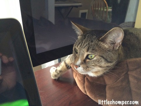 Luna laying in a cat bad with one paw out of the bed looking intensely at what's in front of her