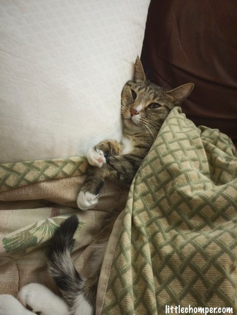 Luna laying on bed with blanket and eyes awake