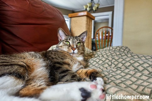 Luna laying on blanket facing camera from afar with rear foot showing