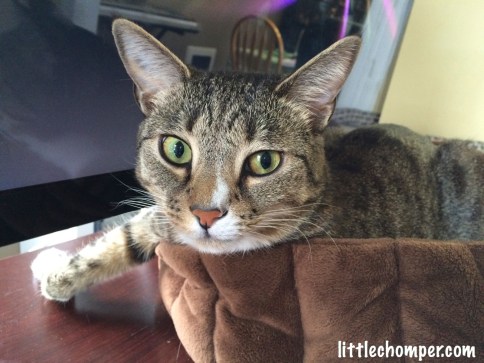 Luna laying on cat bed with head turned at camera