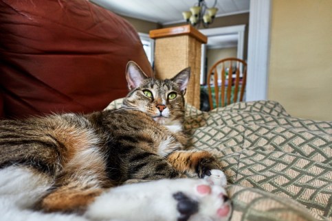 Luna laying on sofa looking at camera with feet near camera