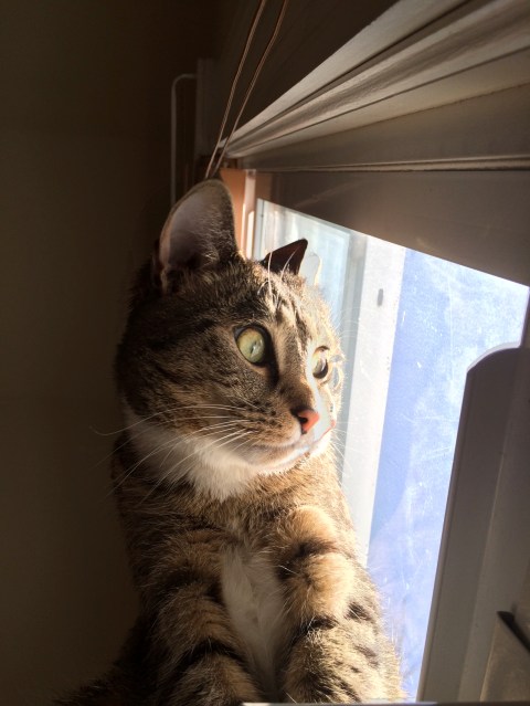 Luna leaning back staring out the window wide-eyed