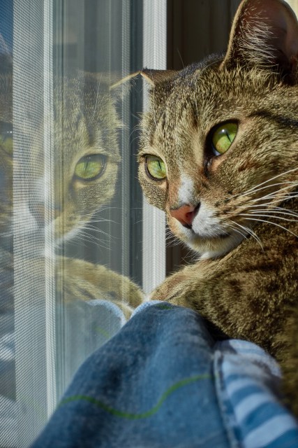 Luna looking near window with reflection