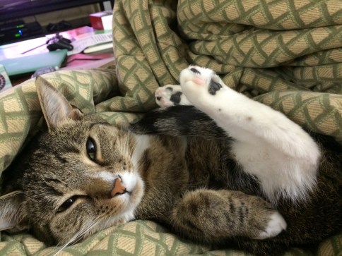 Luna on back on blanket with legs tucked up looking at camera