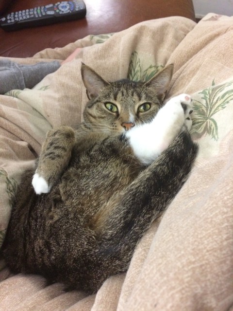 Luna on back on blanket with paw over leg