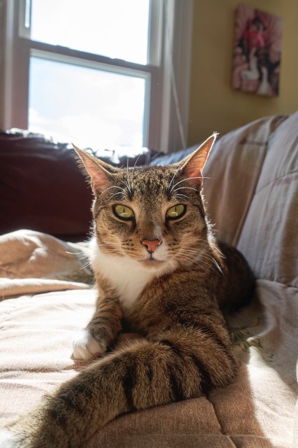 Luna on blanket looking straight at camera casting shadow forward