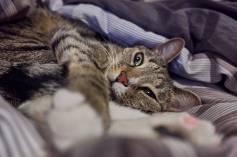 Luna on blanket on side looking with eye with paw near camera