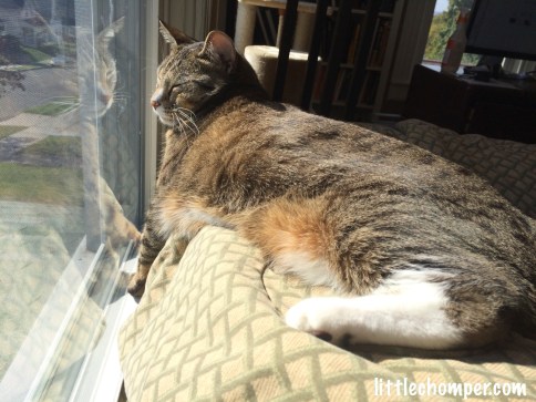 Luna on blanket on sofa at window sleeping