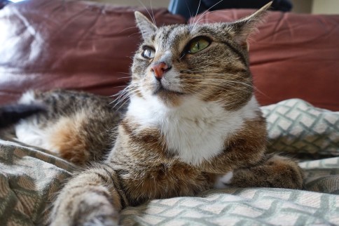 Luna on blanket with paw out in front and ears back looking left