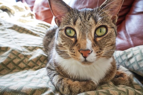 Luna on blanket with paws tucked to the side and wide eyes facing camera