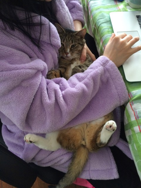 Luna on lap under arm near computer