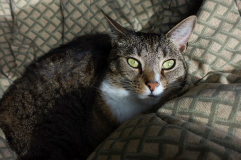 Luna on shadowy blanket with eyes lit up and chin on leg