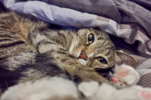 Luna on side on gray blanket looking at camera