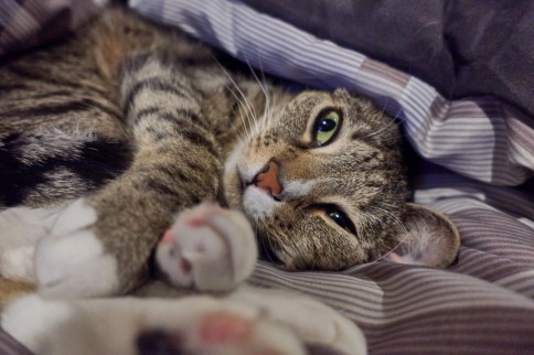 Luna on side on gray blanket with one eye open