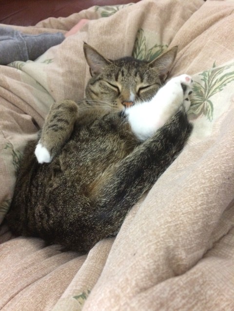 Luna sleeping on back on blanket with paw over leg