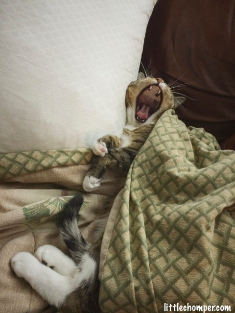 Luna stretched out under blanket with legs and tail sticking out mouth open wide in a yawn