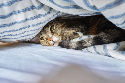Luna under blanket looking to left observantly