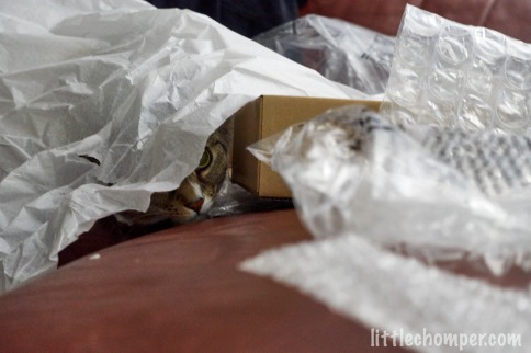 Luna under telescope packing material peeking out with one eye