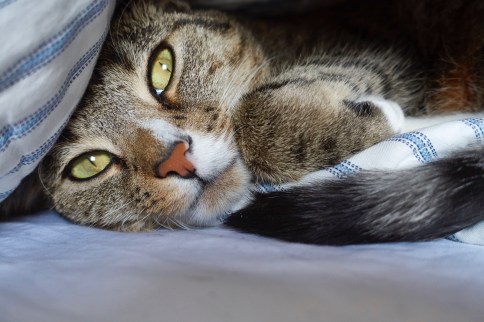 Luna with arm near chin under blanket