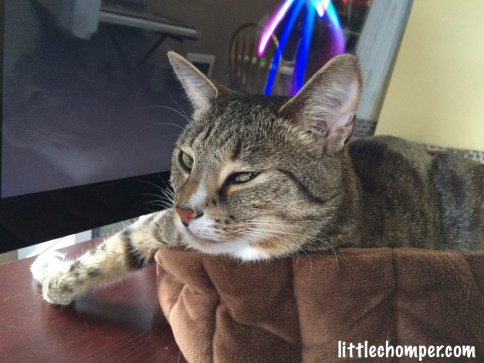 Luna with leaning head on edge of bed with one paw out and eyes half closed