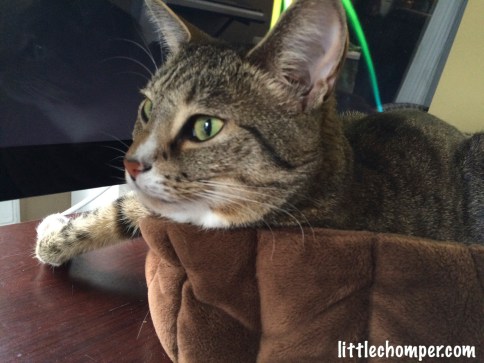 Luna with leaning head on edge of bed with one paw out looking to side