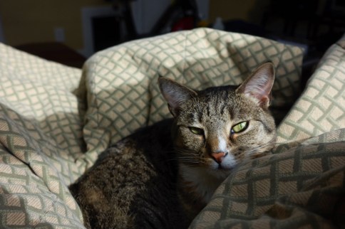 Shadowy Luna on blanket showing one eye and a little of the other
