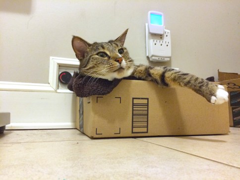 Upward view of Luna in box looking to right with one paw hanging out