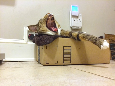 Upward view of Luna in box yawning with one paw hanging out