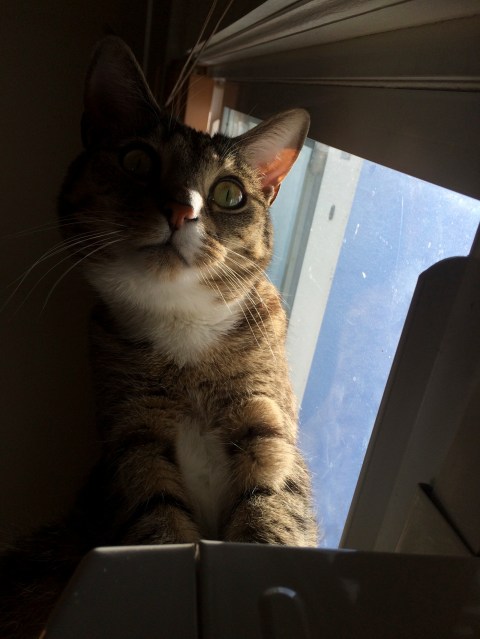 Upward view of Luna near window looking down with one eye showing