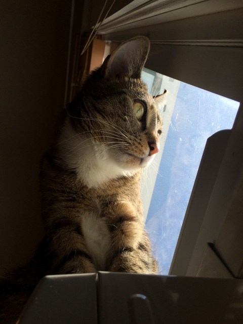 Upward view of Luna near window looking out window showing one wide eye