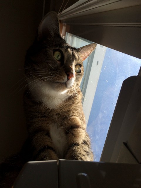 Upward view of Luna near window looking out window with both eyes wide