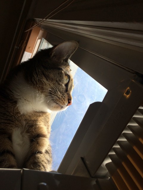 Upwards of Luna looking out window with one eye showing