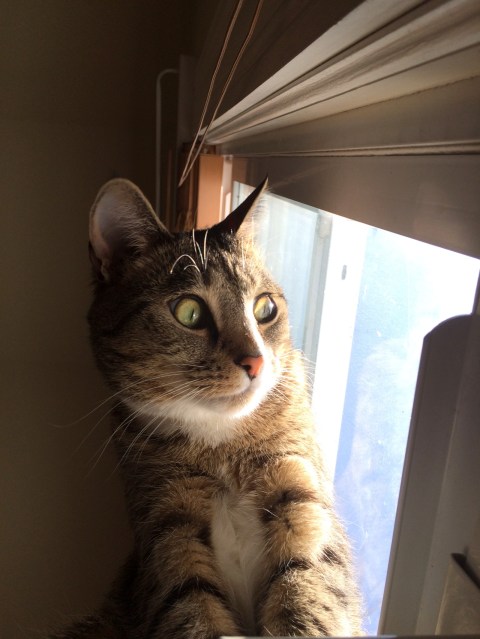 Upwards of Luna looking out window with two big eyes showing