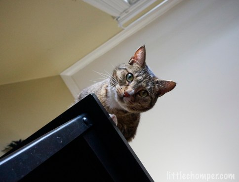 Luna at corner of the table looking down with half face in sunlight direct gaze