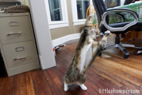 Luna crouched while stalking mouse on wire