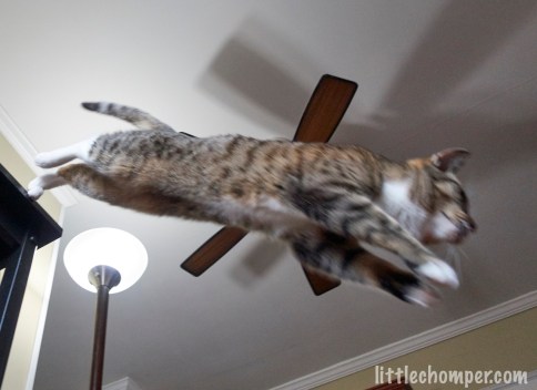 Luna in midair jumping down from table from below to side with one foot still touching table
