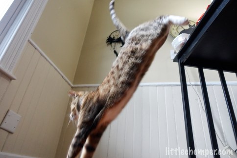 Luna jumping down from table fully extended from size with feet just having left table