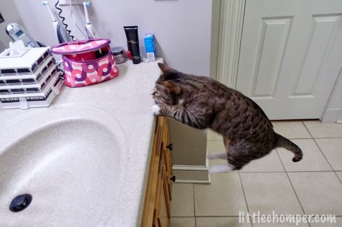 Luna leapong over edge of sink area with feet parallel