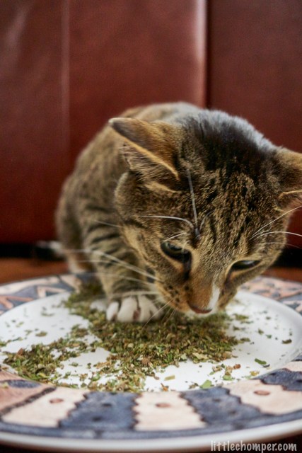 Luna looking down at plate of catnip with paw in catnip