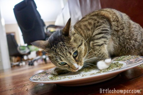 Luna looking possessive over plate of catnip