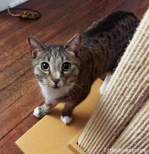 Luna near scratching post looking up
