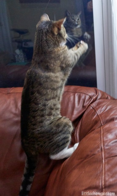 Luna on hind legs on sofa upholstery grabbing toy mouse with front paws